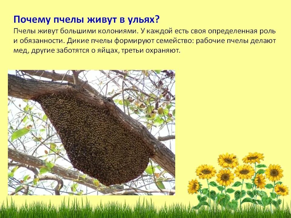 Пасека домики для пчел. Сбор улья на зиму. Факты о пчелах. Улей. Живут в улье о компасе.