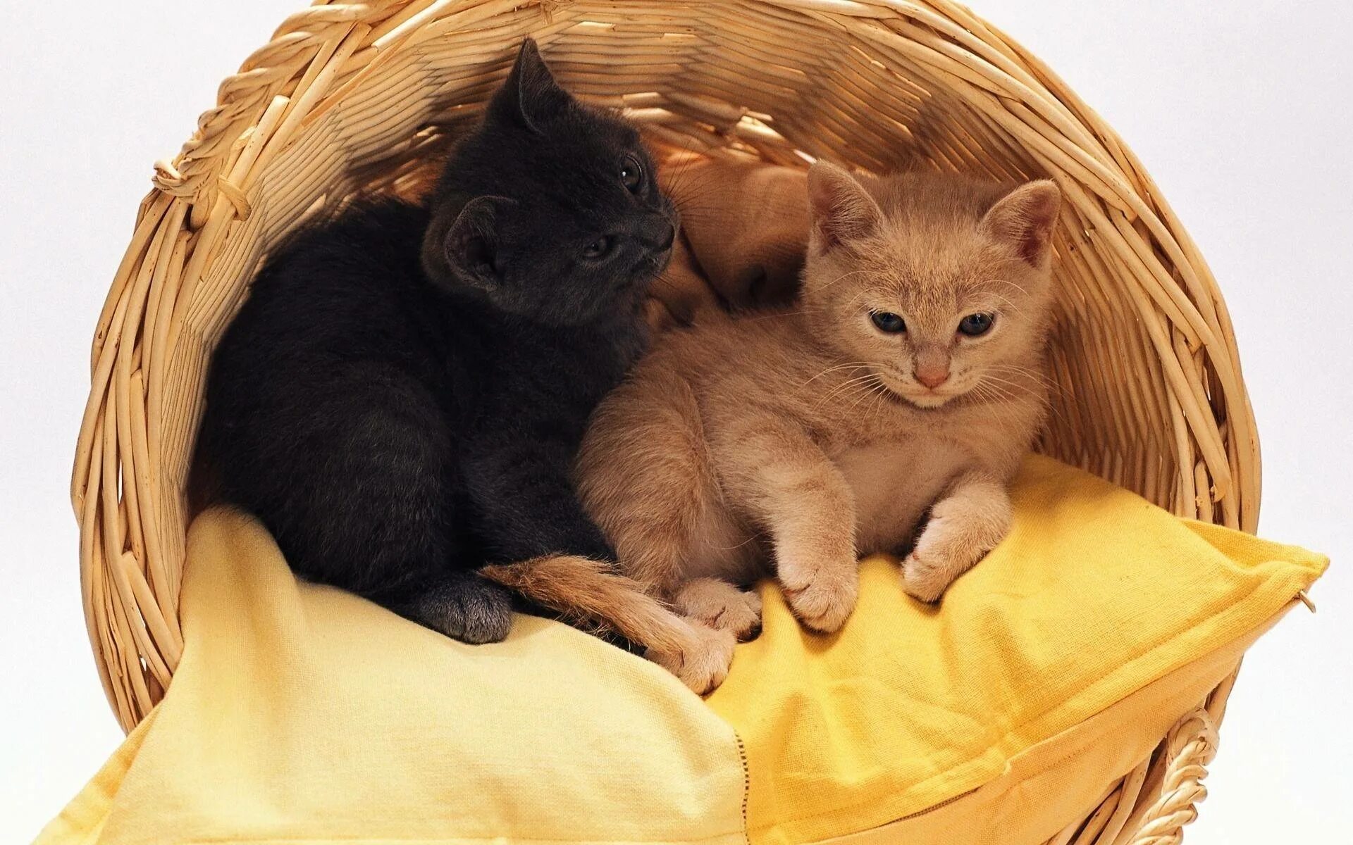 К чему снятся котята маленькие красивые. Котики в корзинке. Корзинка для кошки. Котята в корзине. Котята фото.