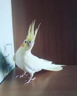 Кореллы расцветки