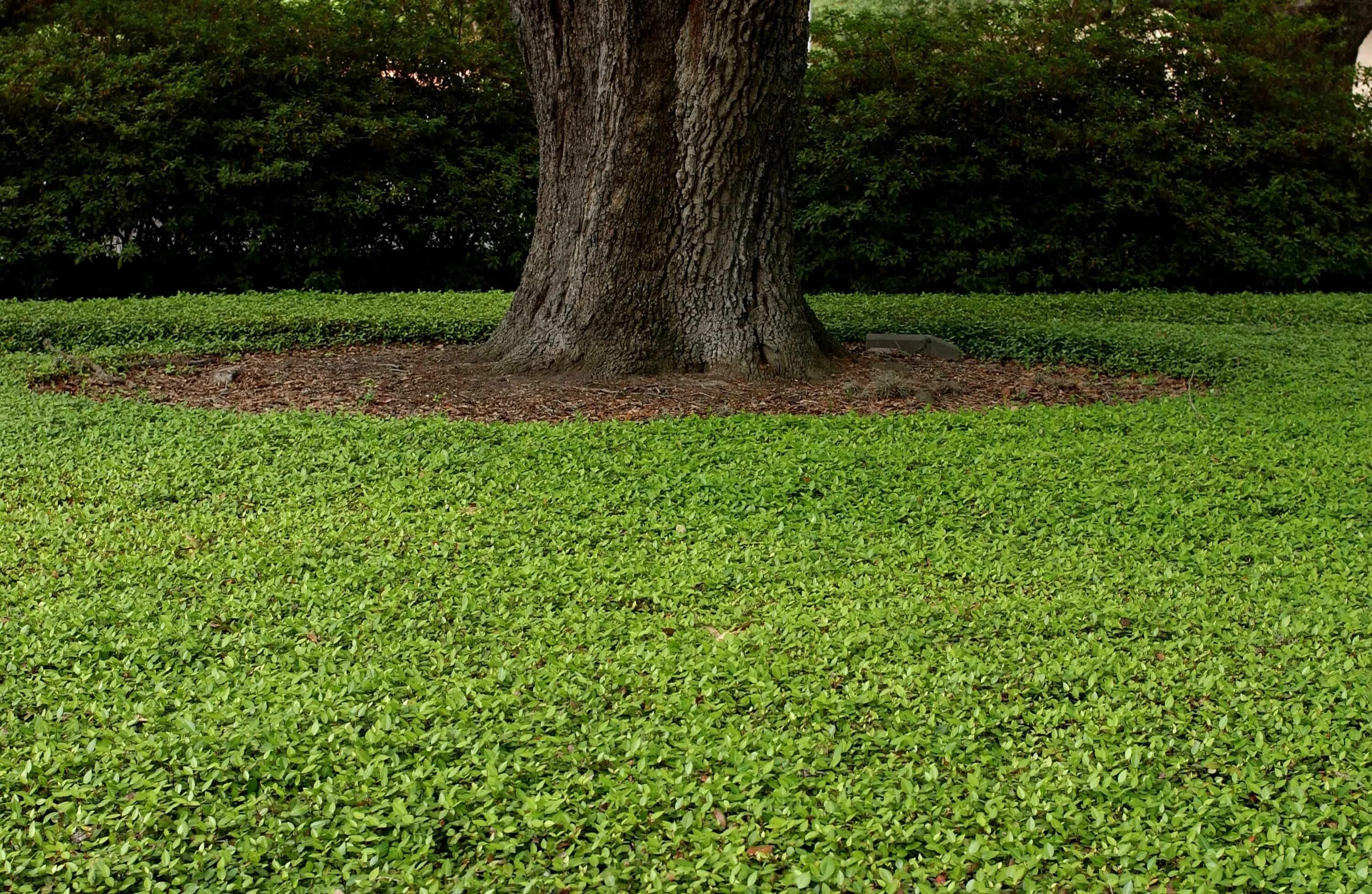 Covering ground. Grass ground. ground cover. groundcover. grounded трава.