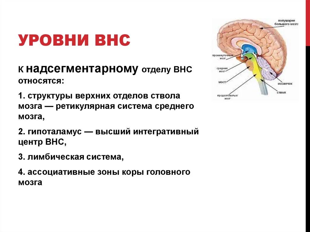 Сегментарный аппарат вегетативной нервной системы. Уровни вегетативной нервной системы. Надсегментарные рефлексы ствола мозга. Сегментарный уровень вегетативной нервной системы. Функции высшей нервной системы