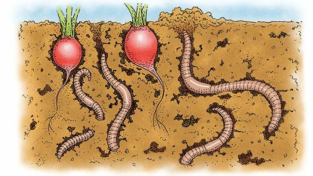 Дождевые черви рыхлят землю. Польза червей