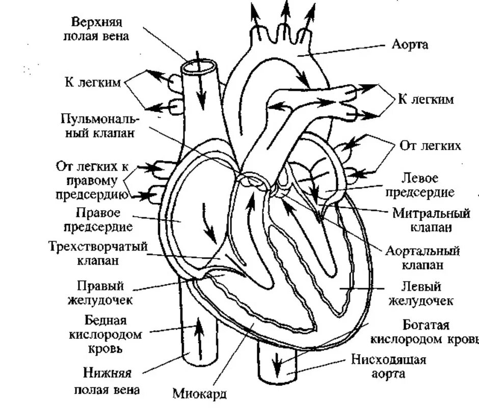 Какая структура сердца человека изображена на рисунке. Внутренне строение сердца. Строение сердца человека анатомия в разрезе. Схема строения сердца продольный разрез. Схема сердца человека биология 8 класс.