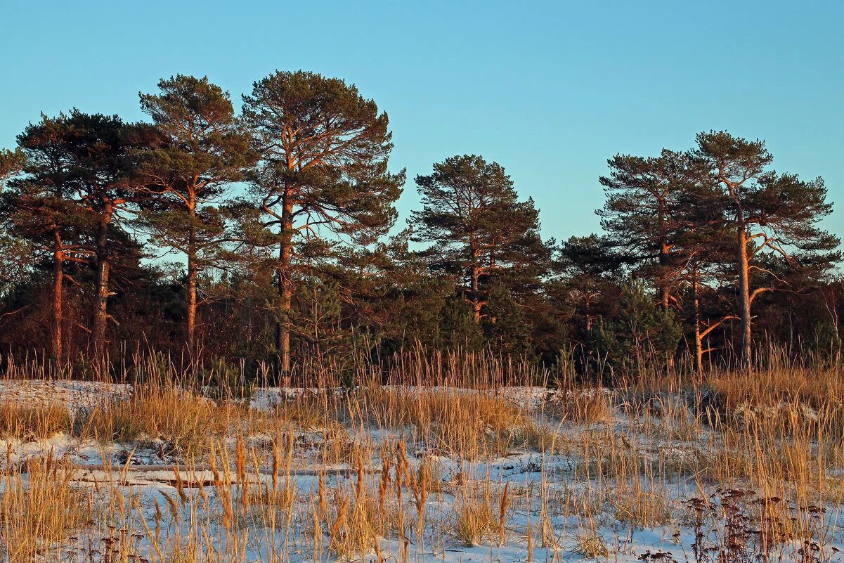 Березово сосновый лес новосибирск. Сосновый бор чернец. Сосновый бор рыбинский район. Золотаревский сосновый бор. Финский залив сосновый бор.