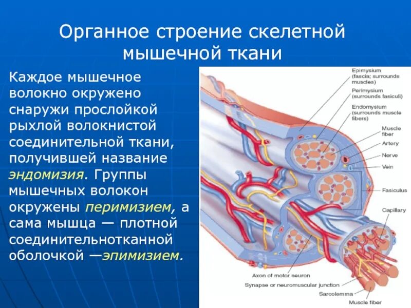 Оболочка из соединительной ткани. Оболочки скелетной мышцы. соединительнотканная оболочка мышцы. соединительная ткань мышцы. ,строение скелетной мышцы соединительнотканная.