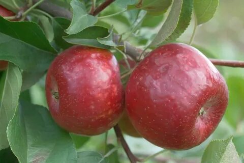 Яблоки зимние красные сорта названия