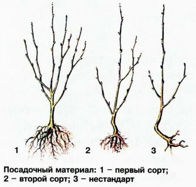 Можно сажать сливу и вишню рядом