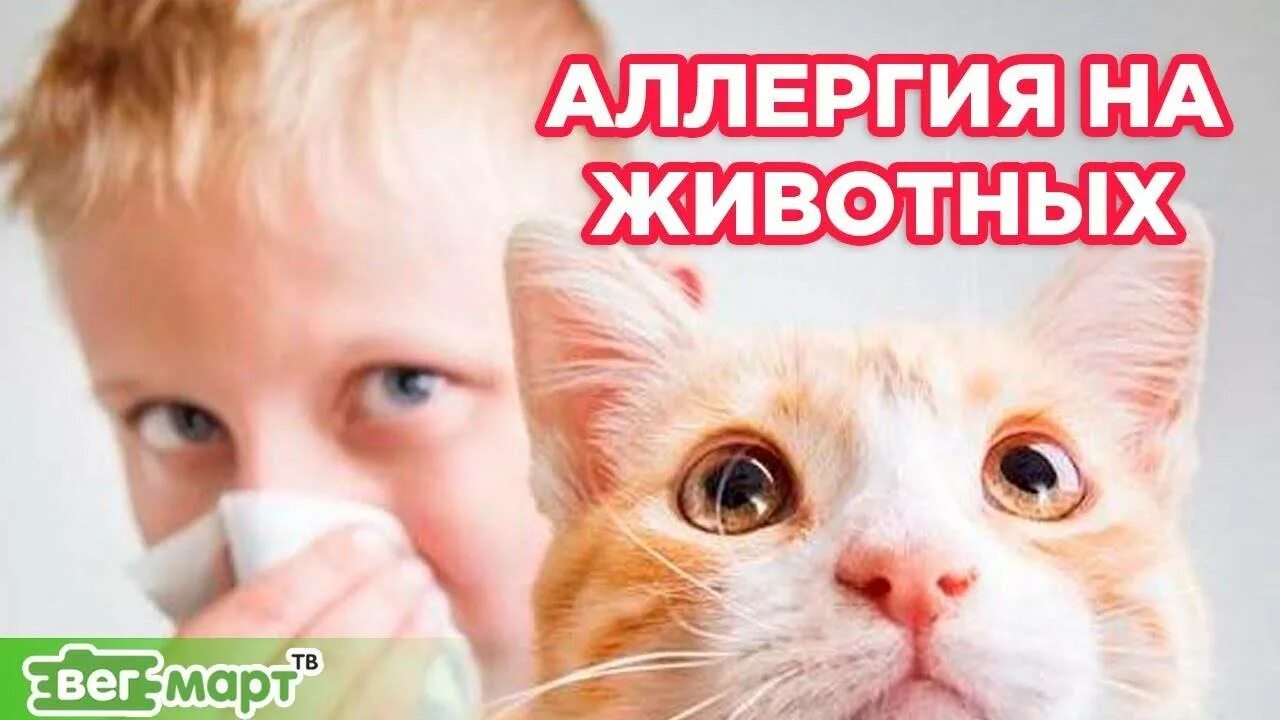 Как вылечить аллергию на кошек. Аллергия на домашних животных. аллергия у детей на домашних животных. избавиться от аллергии на кошек. аллергия на котов смешные картинки.