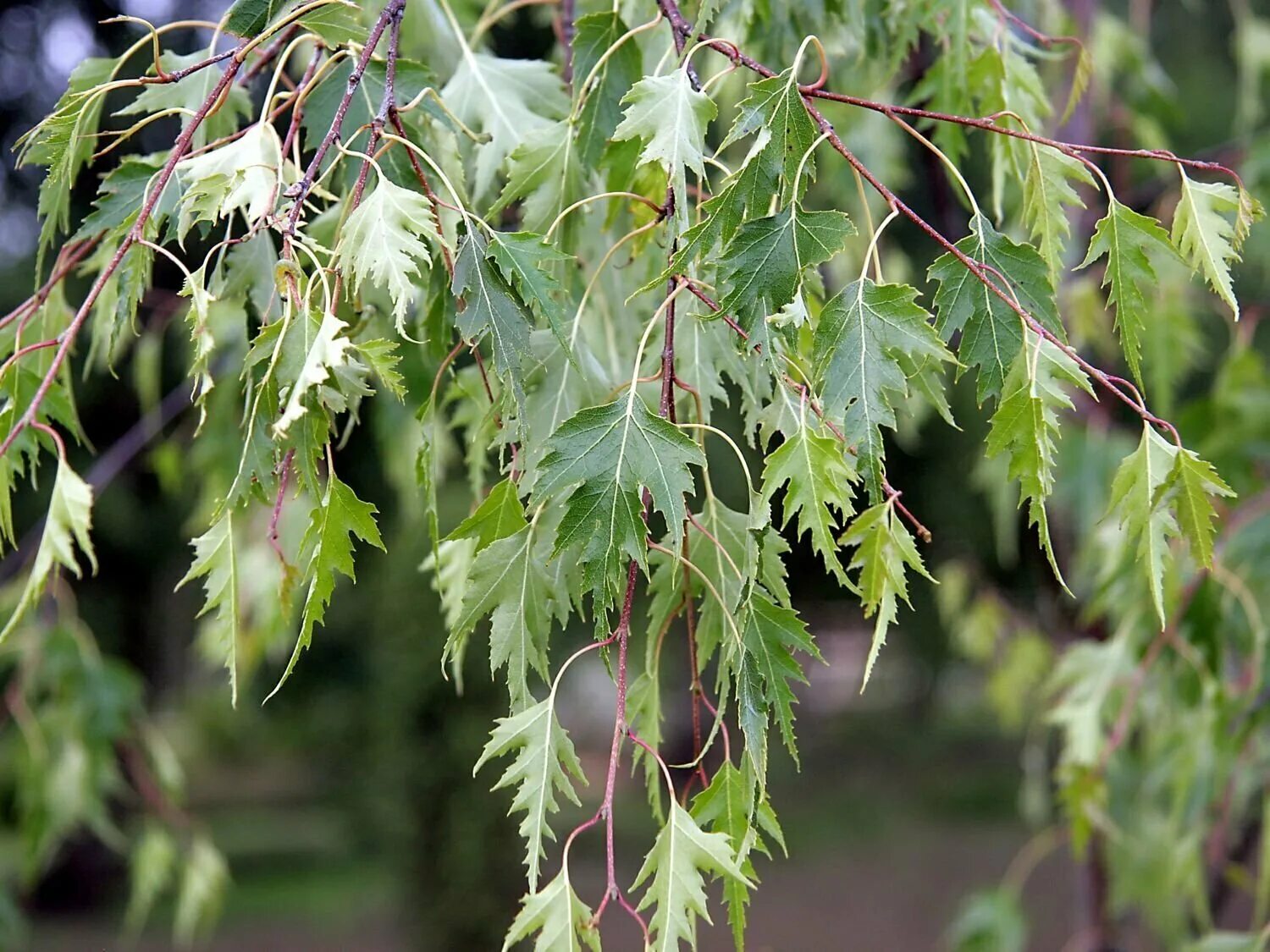 Береза повислая Crispa Betula pendula
