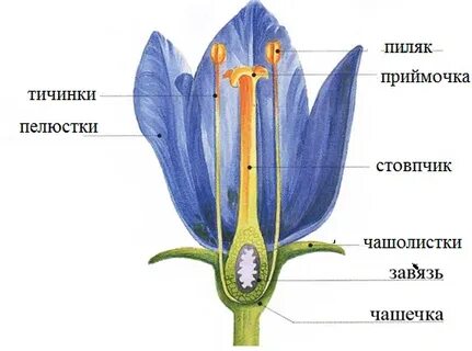Рыльце состоит из