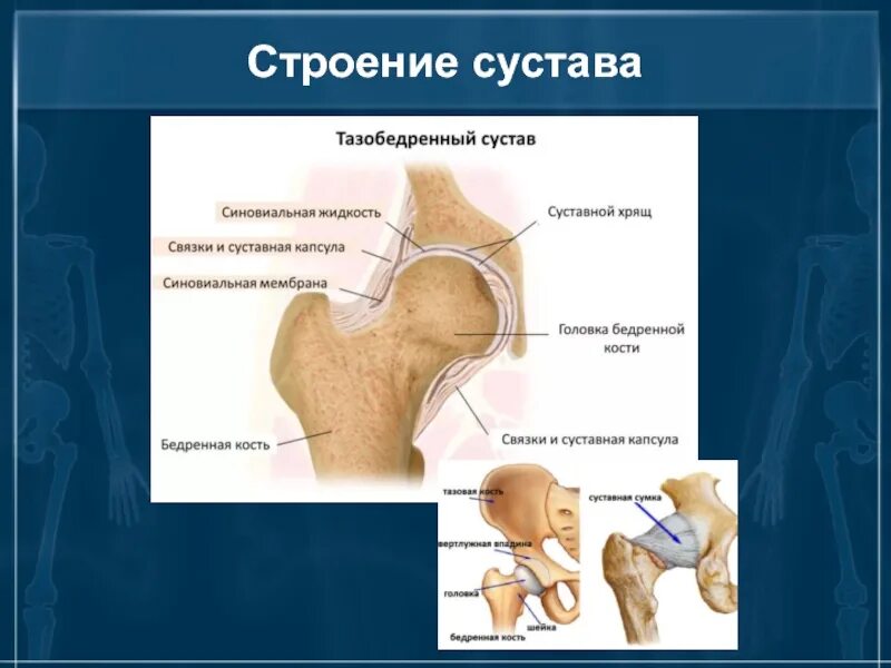 Тип соединение бедренной кости. Строение сустава. Строение сустава человека. Строение сустава анатомия. Строение бедренного сустава.