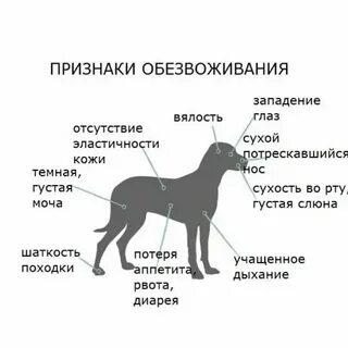 Почему собака не дает