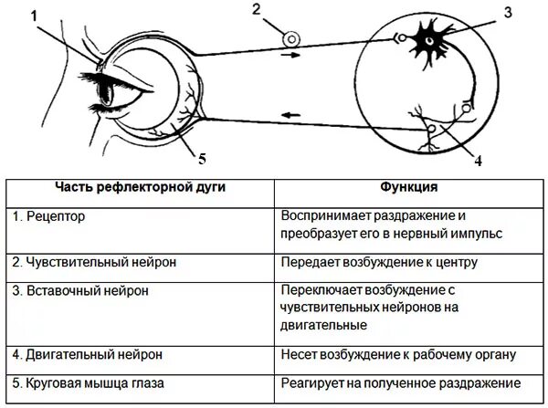 Практическая работа рефлексы. Схема условного мигательного рефлекса. Рефлекторная дуга миндального рефлекса. Дуга мигательного рефлекса рисунок. Схема дуги мигательного рефлекса.