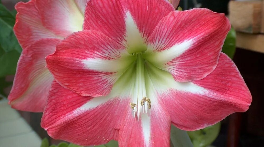Цветок похож на лилию на толстом стебле. Амариллис цветок. Гиппеаструм. Гиппеаструм Дюрбан. Амариллис Дюрбан.