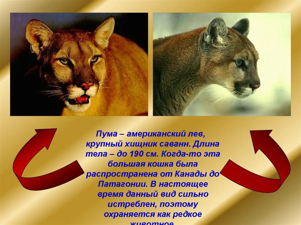Где живет пума на каком материке. Животные из красной книги пума. доклад про пуму. пума слайд. интересные факты о пуме.