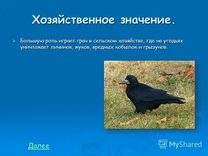 Что обозначает грач