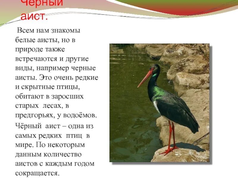 Черный аист проект 2 класс. Текст черный аист основная мысль. Отряд голенастые или аистообразные представители. Меры охраны черного аиста. Отряд аистообразные представители птиц.
