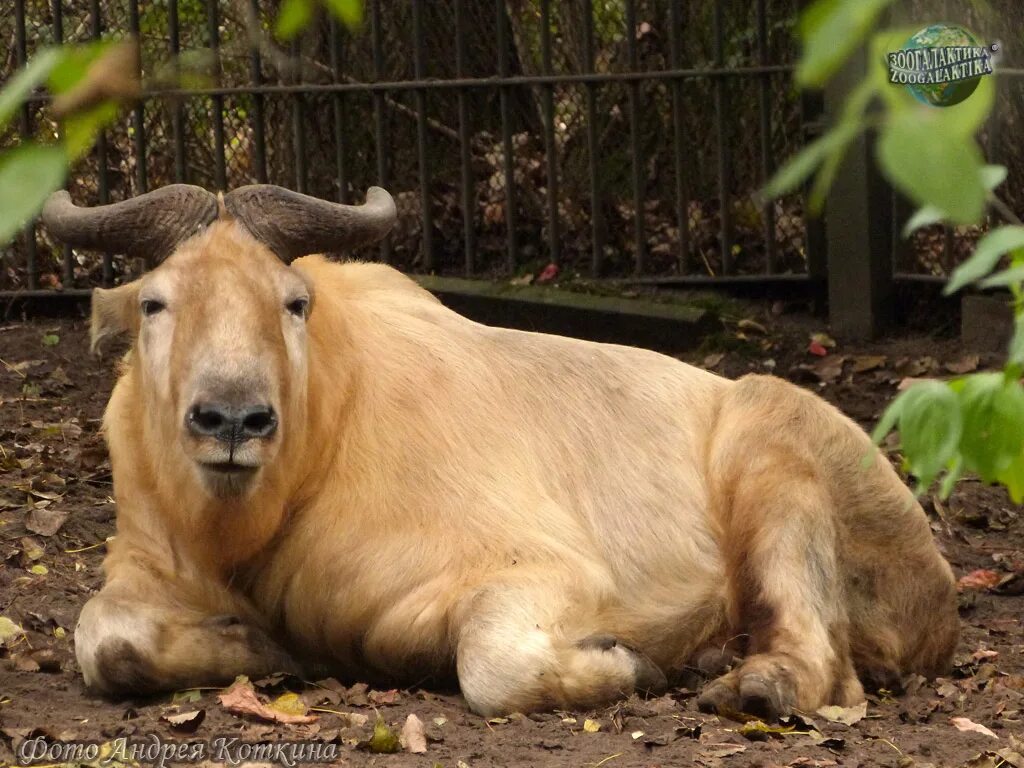 Такин бык гималаи. Сычуаньский такин. Такин. Гималайский козел такин. Сычуаньский такин.