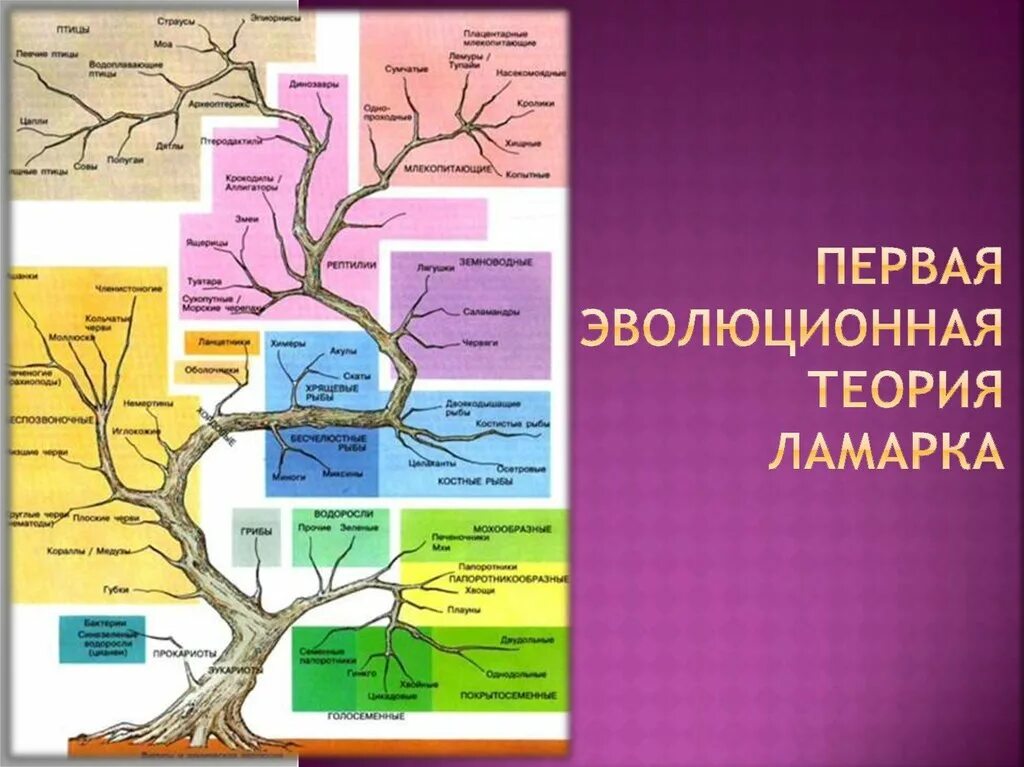 1 эволюционная теория ламарка. Эволюция Ламарка. Первая эволюционная теория Ламарка. Концепция эволюции Ламарка. Первые эволюционные концепции.