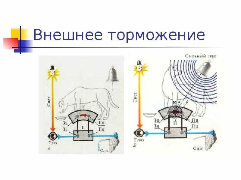 Какие рефлексы тормозятся с помощью внешнего торможения. Внешнее торможение. постоянный тормоз пример. внешнее торможение примеры. схема развития внешнего торможения.