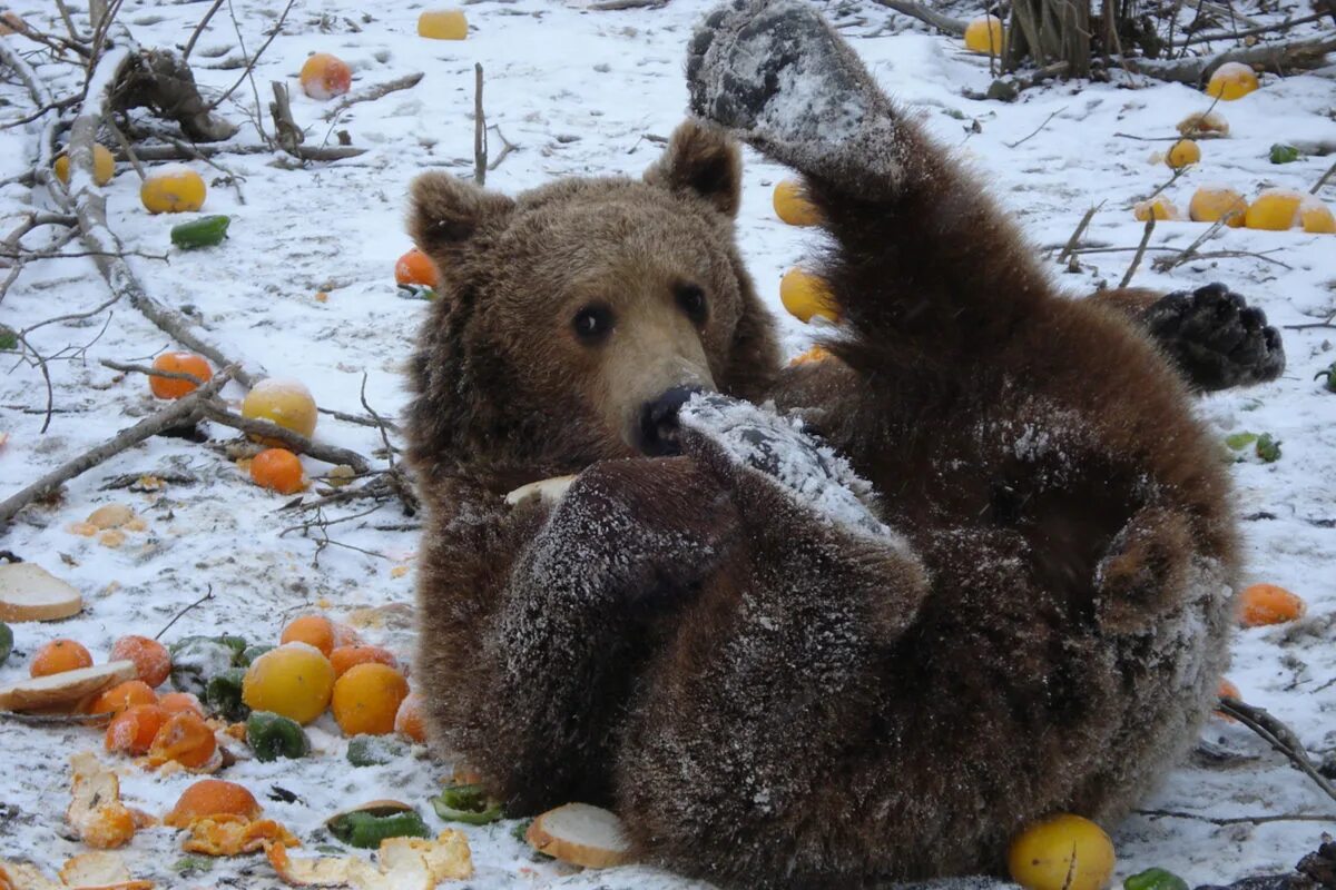 Медведь что нибудь вкусненькое. Еда медведя. смешной медведь. медведь кушает. что едят медведи.