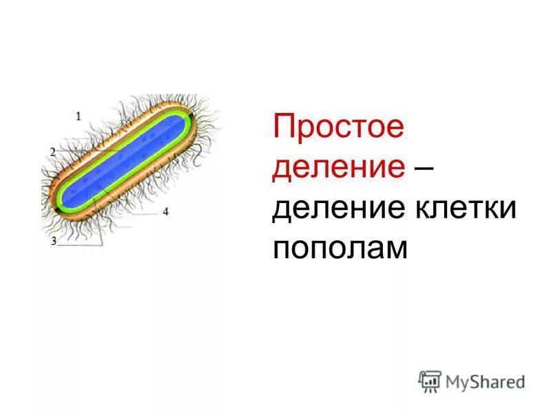 Деление клетки пополам