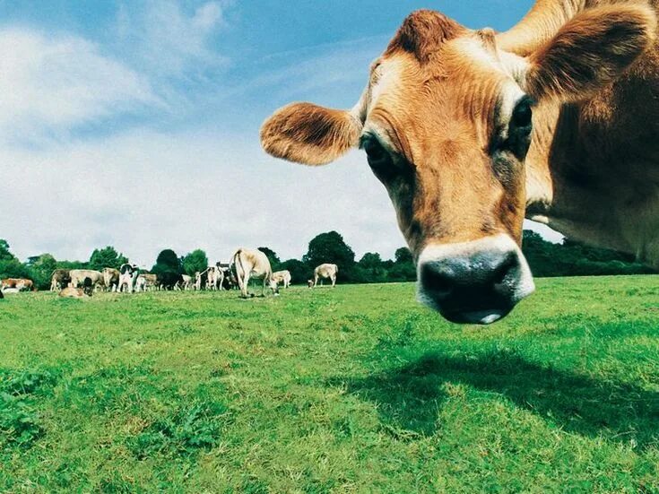 Now cow