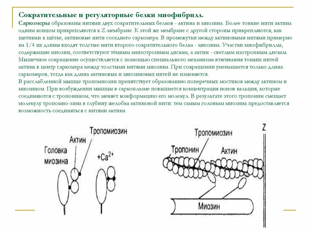 Сократительные и регуляторные белки миофибрилл. Сократительные белки актин и миозин. Сократительные и регуляторные белки сокращения мышц. Роль сократительных и регуляторных белков в мышечном сокращении. Нити актина