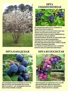 Ирга в слова