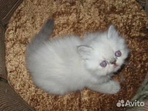 Отдам котят в добрые руки. Котята даром. Котята киров. Авито кота даром. Объявление отдам котят даром.