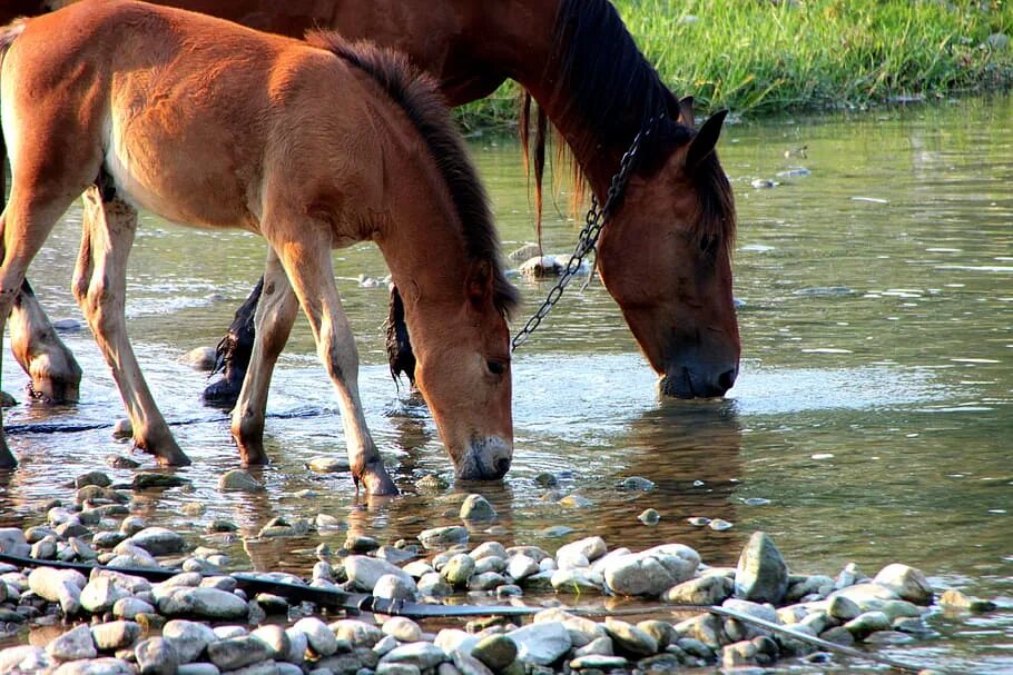 Лошади пьющие воду