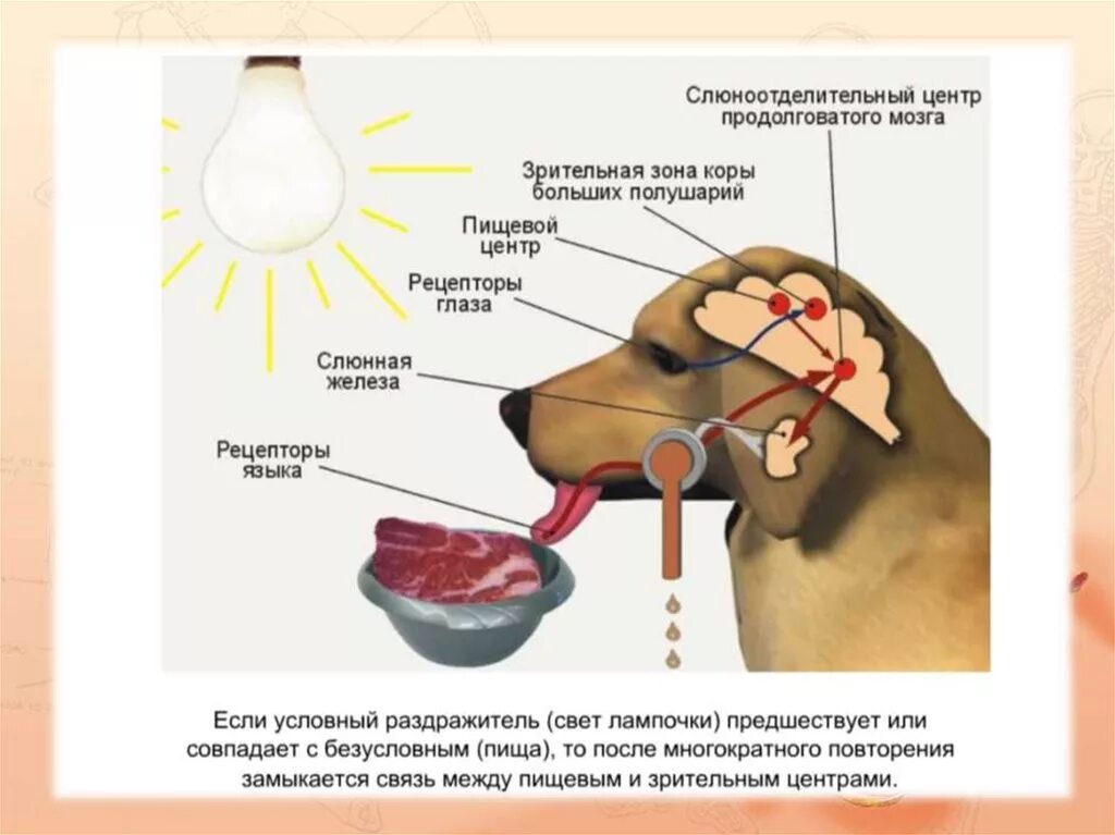 Безусловный рефлекс слюноотделения. Безусловные рефлекторная регуляция пищеварения. Слюноотделительный рефлекс у собаки. Регуляция слюноотделения собака. Схема условного и безусловного рефлекса слюноотделения.