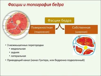 Фасции бедра