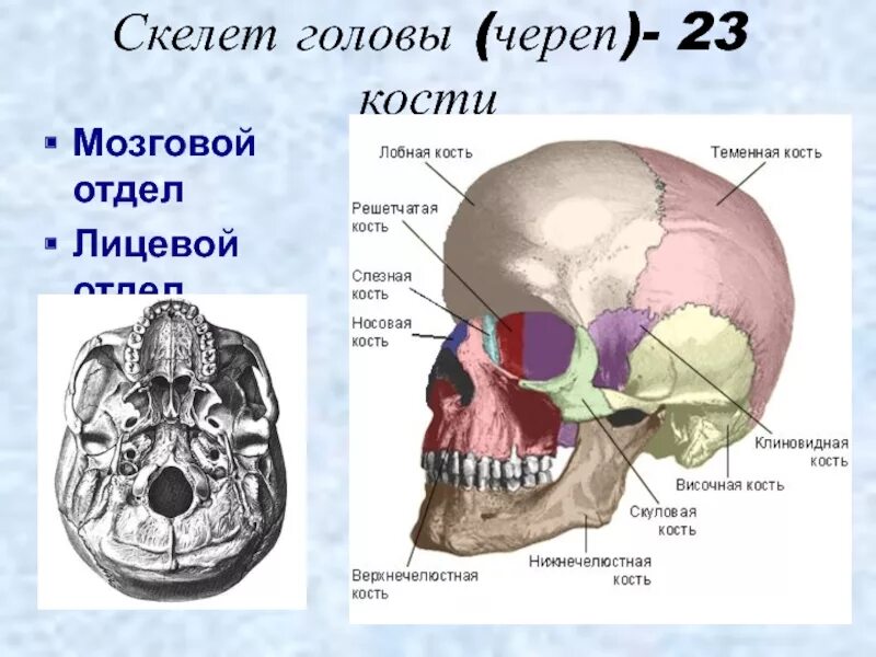 Скелет головы череп. Лицевой отдел черепа. Кости лицевого отдела черепа. Скелет головы лицевой отдел. Парной костью являются