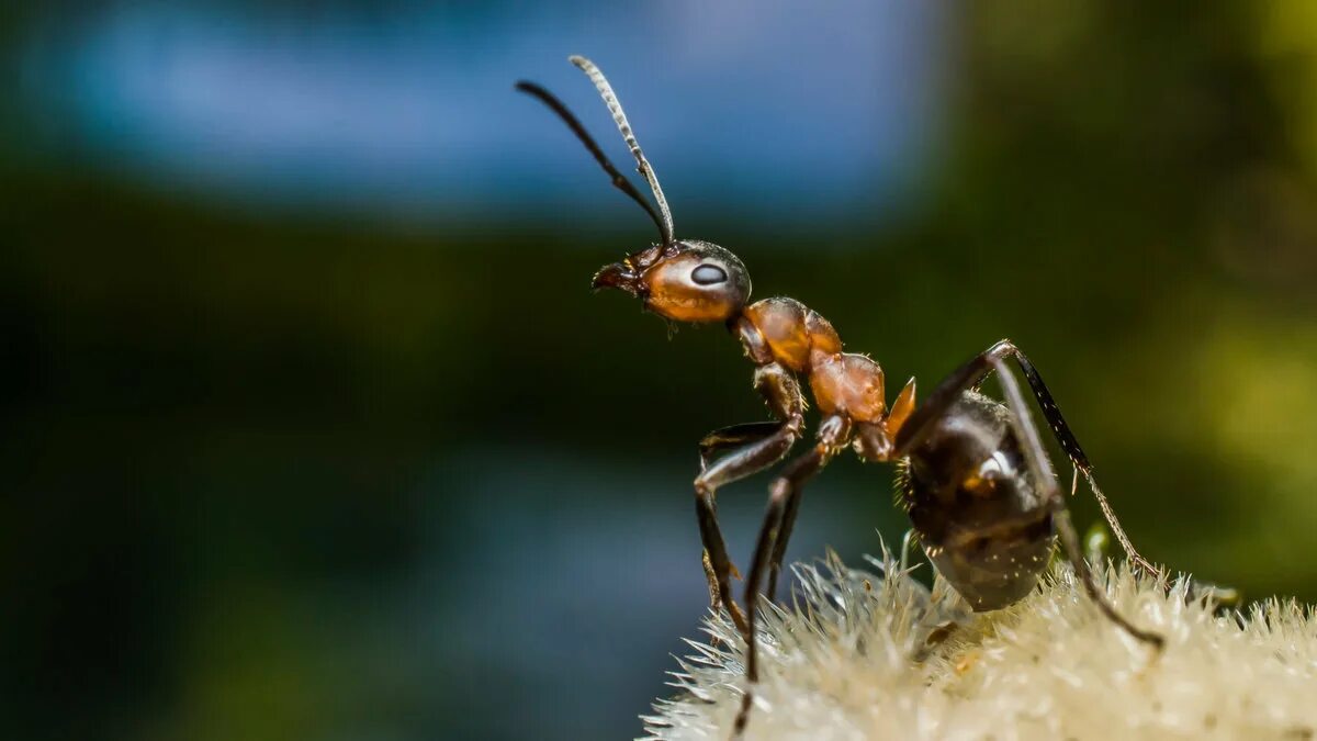Муравьи разведчики. Муравей обычный. Рабочие муравьи. Медовые муравьи. Муравей сел на ветку и спасся волна