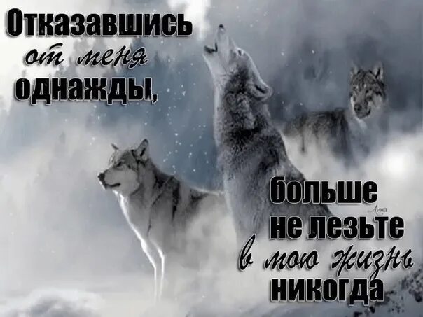 Жизнь никогда не заглянет. Цитаты волка. Волк с надписью. Отказавшись от меня однажды больше не лезьте в мою жизнь никогда. Душа волка.