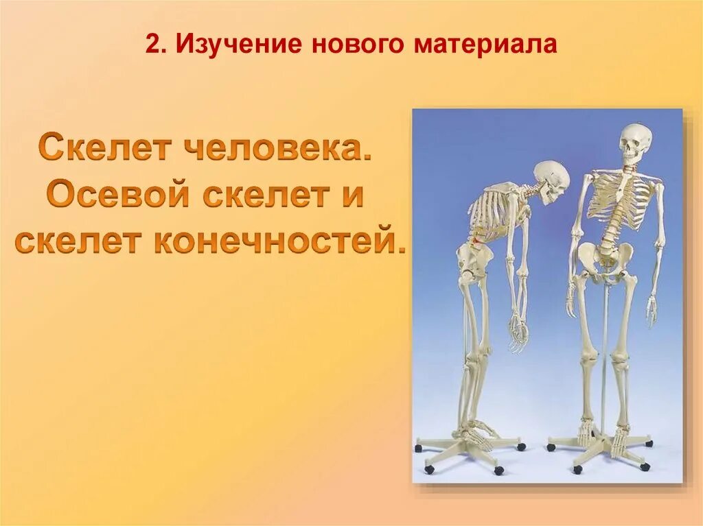 Скелет человека. Изучение скелета человека. Осевой скелет. Презентация на тему скелет. Что определяет скелет