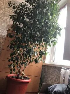 Фикус для кошек