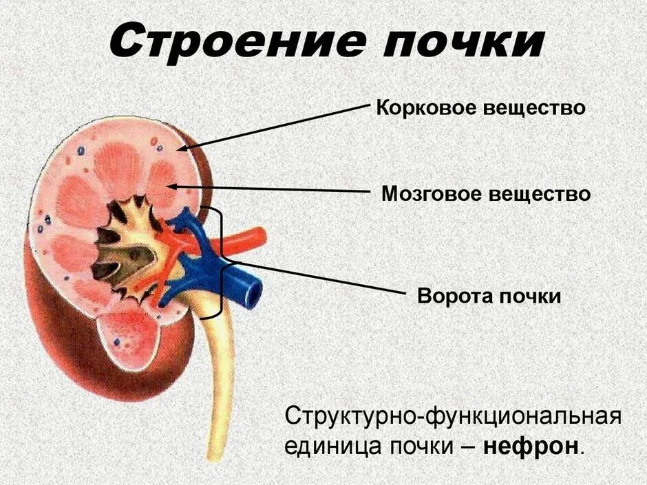 На рисунке 2 изображено строение почки. Схема строения почки человека. Строение почки анатомия наружного. Строение мозгового вещества почки анатомия. Внутренне строение почки анатомия.