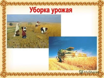 Как выращивают хлеб