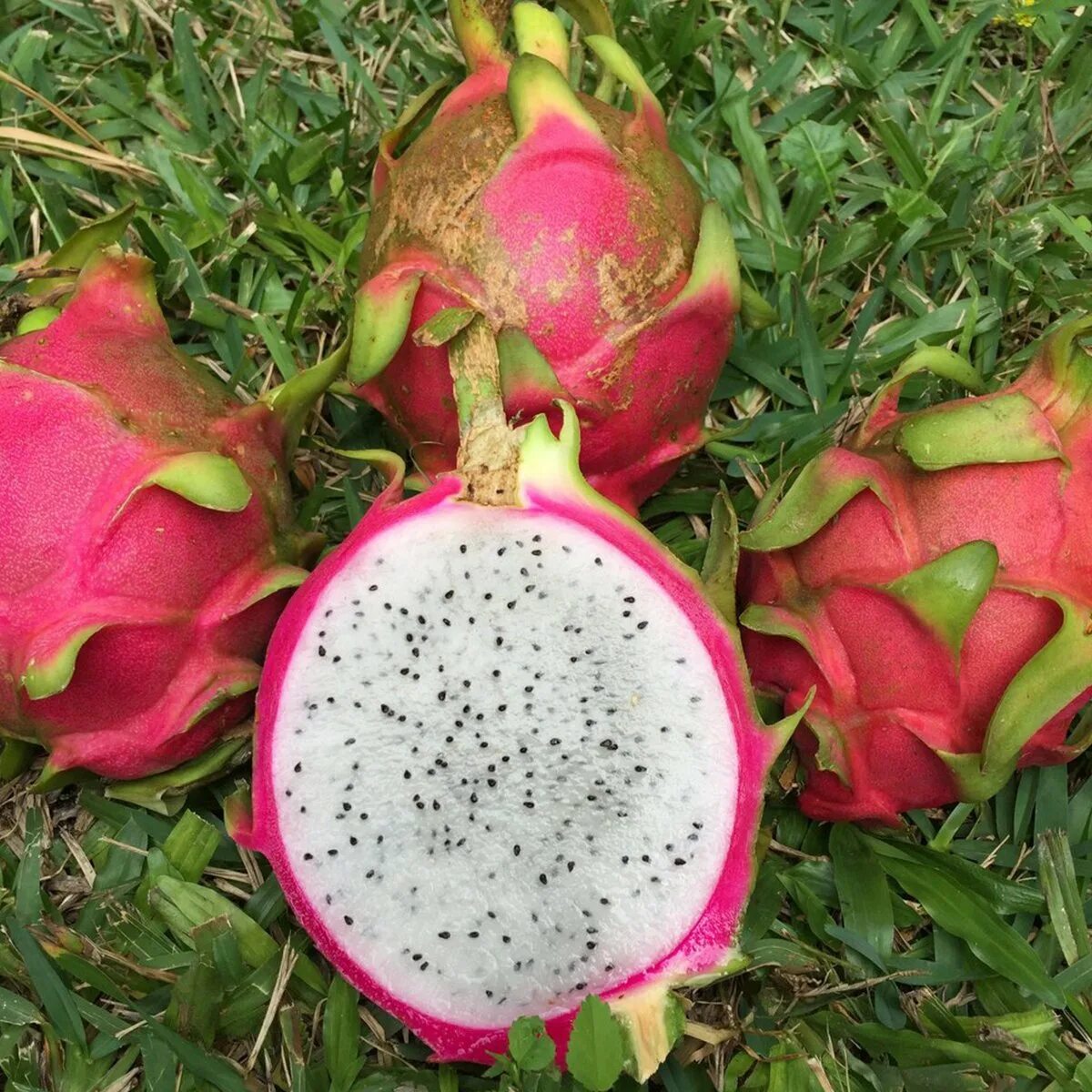 Настоящее название драгон фрукта. Pitahaya питахайя. Питахайя Кактус. Цветок сердце дракона питахайя. Кактус питахайя. Драконий фрукт. Питайя..