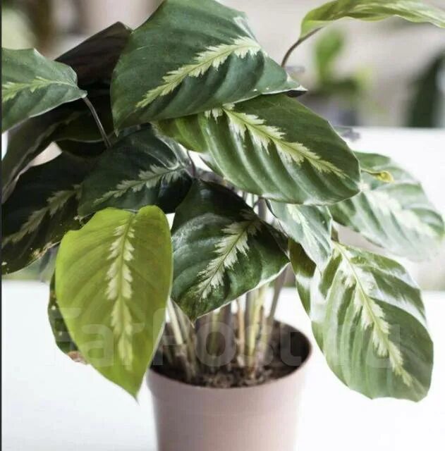Калатея королева мауи фото calathea louisae "Maui Queen" House plants indoor, Plants, Houseplants