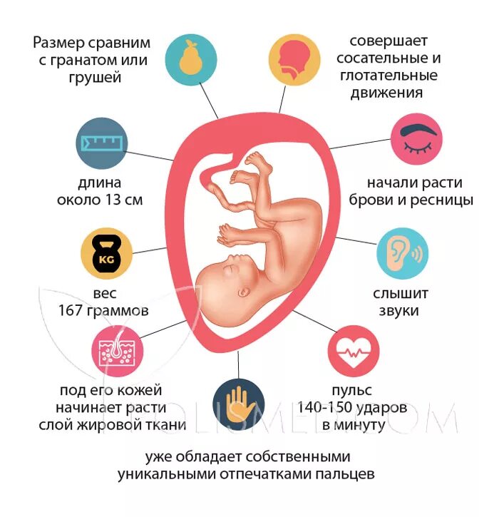 37 недель беременности что происходит с мамой. 17 Недель беременности размер плода. Эмбрион на 17 неделе развития ребенка. Как выглядит эмбрион в 17 недель.