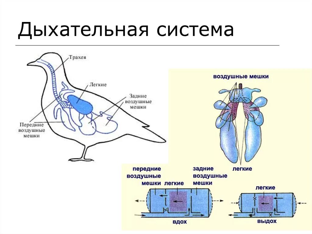Органы птиц 7 класс. Строение дыхательной системы птиц. Дыхат система птиц. Внутреннее строение птиц дыхательная. Схема строения дыхательной системы птиц.