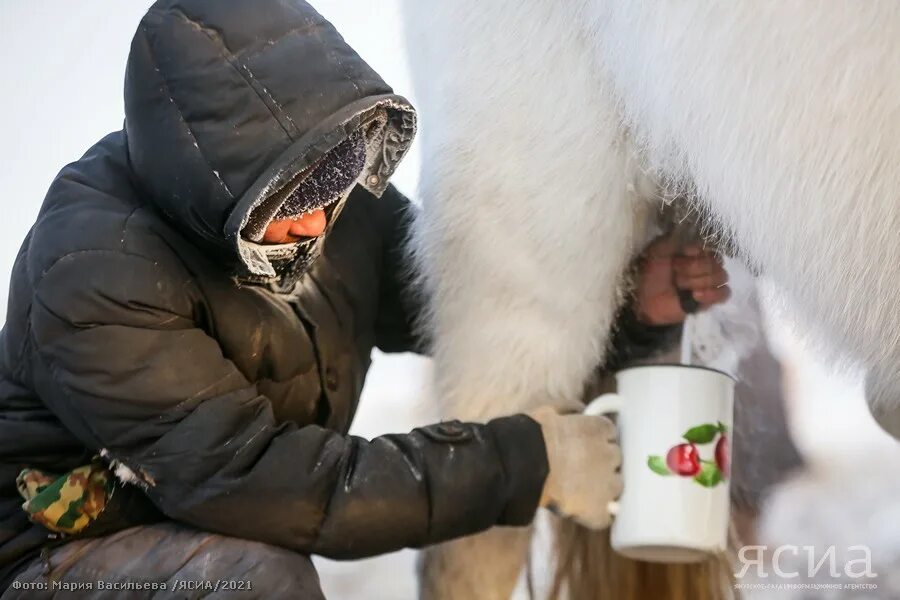Молока якутия. Доение кобыл. Кобылье молоко. Молоко Якутия. Морозы в Якутии.