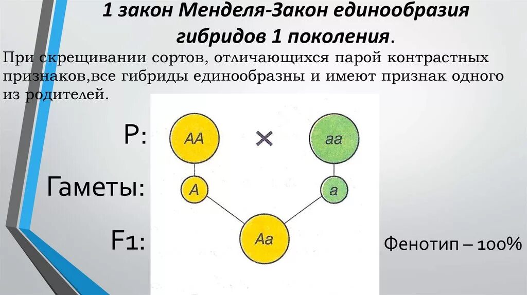 Правило единообразия первого поколения схема. Закон единообразия 1 закон Менделя. 1 Закон Менделя закон единообразия гибридов 1. Закон единообразия гибридов первого поколения. Первый закон менделя доминирование