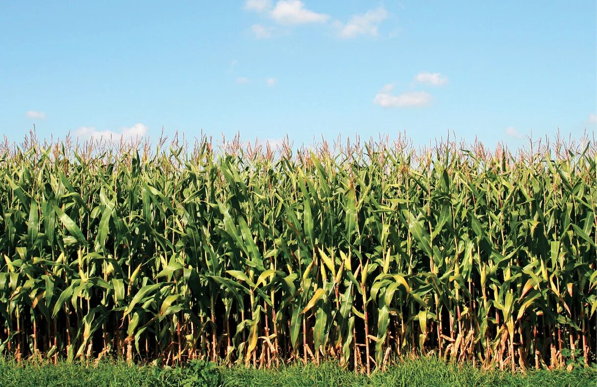 Как посеять кукурузу. Кустистость кукурузы. Поле кукурузы. Растениеводство. Заросли кукурузы.