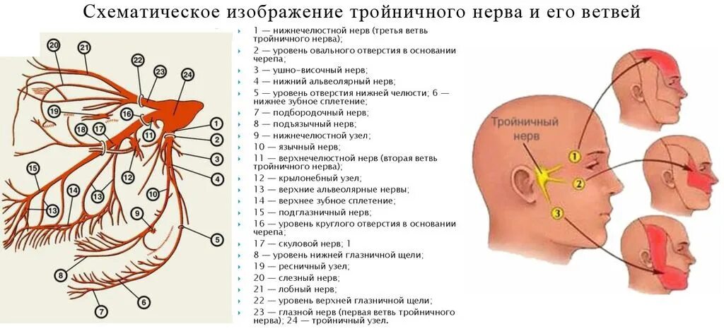 Троичный лицевой нерв. Ветви тройничного нерва схема. Место выхода 1 ветви тройничного нерва. Тройничный нерв расположение ветвей схема. 3 Ветвь тройничного нерва схема.