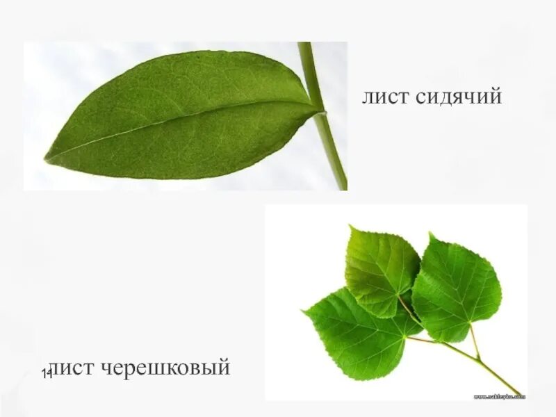 Черешковые и сидячие листья. Растения с черешковыми листьями. Типы листа в биологии черешковый и сидячий. ИП листа 1) черешковый 2) сидячий.