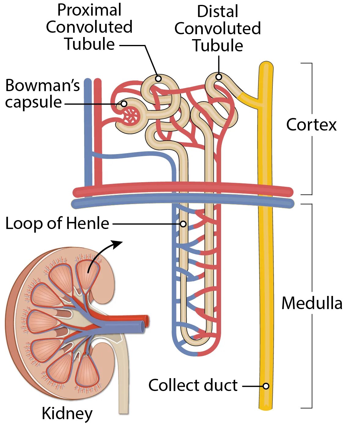 Kidney Anatomy nephron. Nephron Anatomy. Строение нефрона. Nephron structure. Нефрон ультрафильтрация